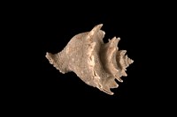 藏品(芬氏花仙螺)的圖片